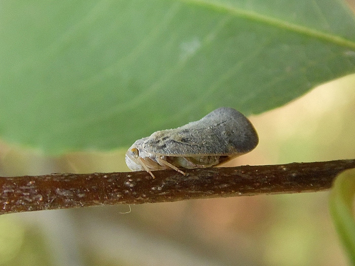 Microlepidottero da determinare - Metcalfa pruinosa
